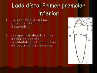 Premolares Inferiores. | PPT