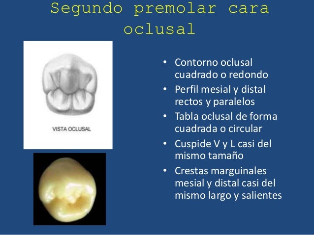 Segundo Premolar Inferior Cara Oclusal