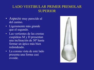 LADO VESTIBULAR PRIMER PREMOLAR
SUPERIOR
• Aspecto muy parecido al
del canino.
• Ligeramente más grande
que el segundo.
• Las vertientes de las crestas
cuspídeas M y D presentan
una inclinación de 30º hasta
formar un ápice más bien
redondeado.
• La corona vista de este lado
presenta una forma casi
ovoide.
 