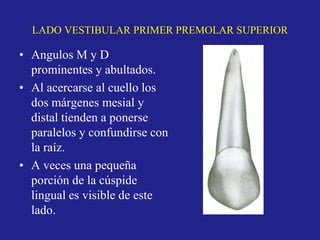 LADO VESTIBULAR PRIMER PREMOLAR SUPERIOR
• Angulos M y D
prominentes y abultados.
• Al acercarse al cuello los
dos márgenes mesial y
distal tienden a ponerse
paralelos y confundirse con
la raíz.
• A veces una pequeña
porción de la cúspide
lingual es visible de este
lado.
 