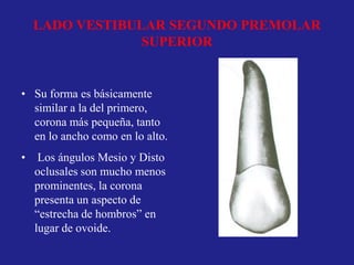 LADO VESTIBULAR SEGUNDO PREMOLAR
SUPERIOR
• Su forma es básicamente
similar a la del primero,
corona más pequeña, tanto
en lo ancho como en lo alto.
• Los ángulos Mesio y Disto
oclusales son mucho menos
prominentes, la corona
presenta un aspecto de
“estrecha de hombros” en
lugar de ovoide.
 