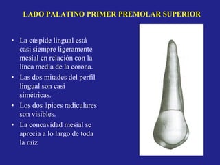 LADO PALATINO PRIMER PREMOLAR SUPERIOR
• La cúspide lingual está
casi siempre ligeramente
mesial en relación con la
línea media de la corona.
• Las dos mitades del perfil
lingual son casi
simétricas.
• Los dos ápices radiculares
son visibles.
• La concavidad mesial se
aprecia a lo largo de toda
la raíz
 