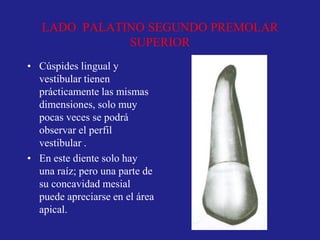 LADO PALATINO SEGUNDO PREMOLAR
SUPERIOR
• Cúspides lingual y
vestibular tienen
prácticamente las mismas
dimensiones, solo muy
pocas veces se podrá
observar el perfil
vestibular .
• En este diente solo hay
una raíz; pero una parte de
su concavidad mesial
puede apreciarse en el área
apical.
 