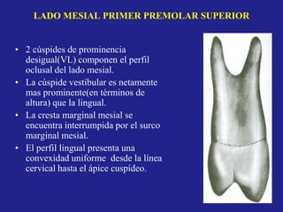 LADO MESIAL PRIMER PREMOLAR SUPERIOR
• 2 cúspides de prominencia
desigual(VL) componen el perfil
oclusal del lado mesial.
• La cúspide vestibular es netamente
mas prominente(en términos de
altura) que la lingual.
• La cresta marginal mesial se
encuentra interrumpida por el surco
marginal mesial.
• El perfil lingual presenta una
convexidad uniforme desde la línea
cervical hasta el ápice cuspídeo.
.
 