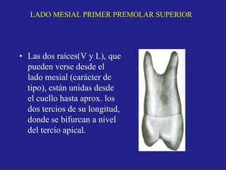 • Las dos raíces(V y L), que
pueden verse desde el
lado mesial (carácter de
tipo), están unidas desde
el cuello hasta aprox. los
dos tercios de su longitud,
donde se bifurcan a nivel
del tercio apical.
LADO MESIAL PRIMER PREMOLAR SUPERIOR
 