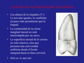 LADO MESIAL SEGUNDO PREMOLAR SUPERIOR
• Las alturas de la cúspides (V y
L) son más iguales, la vestibular
un poco más prominente que la
lingual.
• La continuidad de la cresta
marginal mesial no está
interrumpida por un surco.
• La superficie mesial de la corona
no está cóncava, sino que
presenta una convexidad
uniforme desde el borde
marginal hasta la línea cervical.
• Solo se ve una raíz.
 