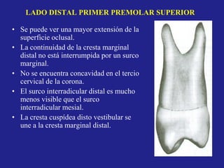 LADO DISTAL PRIMER PREMOLAR SUPERIOR
• Se puede ver una mayor extensión de la
superficie oclusal.
• La continuidad de la cresta marginal
distal no está interrumpida por un surco
marginal.
• No se encuentra concavidad en el tercio
cervical de la corona.
• El surco interradicular distal es mucho
menos visible que el surco
interradicular mesial.
• La cresta cuspídea disto vestibular se
une a la cresta marginal distal.
 