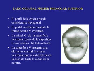 LADO OCLUSAL PRIMER PREMOLAR SUPERIOR
• El perfil de la corona puede
considerarse hexagonal .
• El perfil vestibular presenta la
forma de una V invertida.
• La mitad O de la superficie
vestibular como de la superficie
L son visibles del lado oclusal.
• La superficie V presenta una
elevación central, la cresta
vestibular que se extiende desde
la cúspide hasta la mitad de la
corona.
 