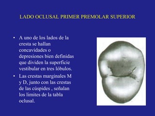 LADO OCLUSAL PRIMER PREMOLAR SUPERIOR
• A uno de los lados de la
cresta se hallan
concavidades o
depresiones bien definidas
que dividen la superficie
vestibular en tres lóbulos.
• Las crestas marginales M
y D, junto con las crestas
de las cúspides , señalan
los limites de la tabla
oclusal.
 