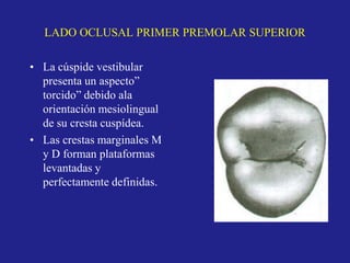 LADO OCLUSAL PRIMER PREMOLAR SUPERIOR
• La cúspide vestibular
presenta un aspecto”
torcido” debido ala
orientación mesiolingual
de su cresta cuspídea.
• Las crestas marginales M
y D forman plataformas
levantadas y
perfectamente definidas.
 
