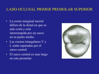 LADO OCLUSAL PRIMER PREMOLAR SUPERIOR
• La cresta marginal mesial
difiere de la distal en que es
más corta y está
interrumpida por un surco
en su punto medio.
• Las crestas triangulares V y
L están separadas por el
surco central.
• El surco central es mas largo
en este premolar.
 