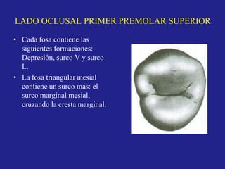 LADO OCLUSAL PRIMER PREMOLAR SUPERIOR
• Cada fosa contiene las
siguientes formaciones:
Depresión, surco V y surco
L.
• La fosa triangular mesial
contiene un surco más: el
surco marginal mesial,
cruzando la cresta marginal.
 
