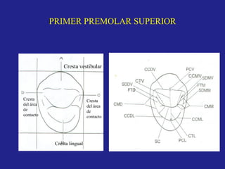 PRIMER PREMOLAR SUPERIOR
Cresta vestibular
Cresta lingual
Cresta
del área
de
contacto
Cresta
del área
de
contacto
 
