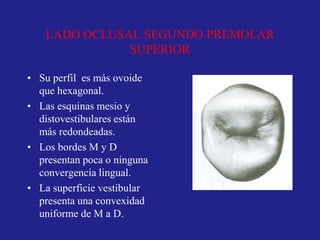 LADO OCLUSAL SEGUNDO PREMOLAR
SUPERIOR
• Su perfil es más ovoide
que hexagonal.
• Las esquinas mesio y
distovestibulares están
más redondeadas.
• Los bordes M y D
presentan poca o ninguna
convergencia lingual.
• La superficie vestibular
presenta una convexidad
uniforme de M a D.
 