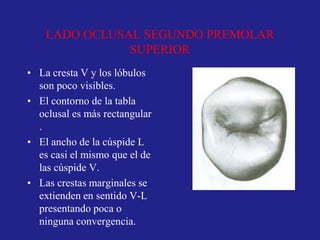 LADO OCLUSAL SEGUNDO PREMOLAR
SUPERIOR
• La cresta V y los lóbulos
son poco visibles.
• El contorno de la tabla
oclusal es más rectangular
.
• El ancho de la cúspide L
es casi el mismo que el de
las cúspide V.
• Las crestas marginales se
extienden en sentido V-L
presentando poca o
ninguna convergencia.
 