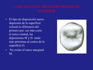 LADO OCLUSAL SEGUNDO PREMOLAR
SUPERIOR
• El tipo de disposición surco-
depresión de la superficie
oclusal se diferencia del
primero por: ser más corto
el surco central, las
depresiones M y D están
más próximas al centro de la
superficie O.
• No existe el surco marginal
M.
 