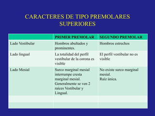 CARACTERES DE TIPO PREMOLARES
SUPERIORES
PRIMER PREMOLAR SEGUNDO PREMOLAR
Lado Vestibular Hombros abultados y
prominentes.
Hombros estrechos
Lado lingual La totalidad del perfil
vestibular de la corona es
visible
El perfil vestibular no es
visible
Lado Mesial Surco marginal mesial
interrumpe cresta
marginal mesial.
Generalmente se ven 2
raíces Vestibular y
Lingual.
No existe surco marginal
mesial.
Raíz única.
 