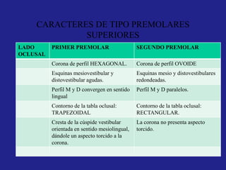 CARACTERES DE TIPO PREMOLARES
SUPERIORES
LADO
OCLUSAL
PRIMER PREMOLAR SEGUNDO PREMOLAR
Corona de perfil HEXAGONAL. Corona de perfil OVOIDE
Esquinas mesiovestibular y
distovestibular agudas.
Esquinas mesio y distovestibulares
redondeadas.
Perfil M y D convergen en sentido
lingual
Perfil M y D paralelos.
Contorno de la tabla oclusal:
TRAPEZOIDAL
Contorno de la tabla oclusal:
RECTANGULAR.
Cresta de la cúspide vestibular
orientada en sentido mesiolingual,
dándole un aspecto torcido a la
corona.
La corona no presenta aspecto
torcido.
 