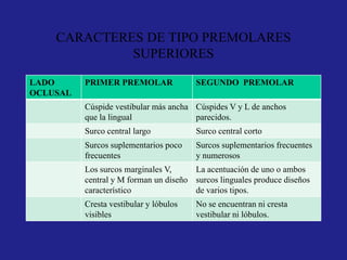 CARACTERES DE TIPO PREMOLARES
SUPERIORES
LADO
OCLUSAL
PRIMER PREMOLAR SEGUNDO PREMOLAR
Cúspide vestibular más ancha
que la lingual
Cúspides V y L de anchos
parecidos.
Surco central largo Surco central corto
Surcos suplementarios poco
frecuentes
Surcos suplementarios frecuentes
y numerosos
Los surcos marginales V,
central y M forman un diseño
característico
La acentuación de uno o ambos
surcos linguales produce diseños
de varios tipos.
Cresta vestibular y lóbulos
visibles
No se encuentran ni cresta
vestibular ni lóbulos.
 