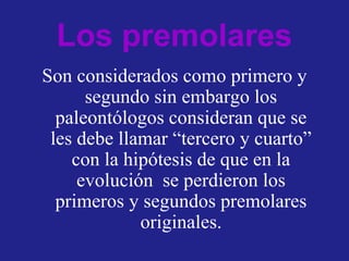 Los premolares
Son considerados como primero y
segundo sin embargo los
paleontólogos consideran que se
les debe llamar “tercero y cuarto”
con la hipótesis de que en la
evolución se perdieron los
primeros y segundos premolares
originales.
 