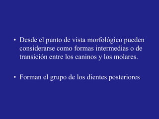 • Desde el punto de vista morfológico pueden
considerarse como formas intermedias o de
transición entre los caninos y los molares.
• Forman el grupo de los dientes posteriores.
 