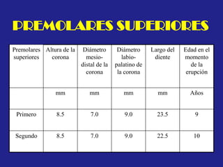 PREMOLARES SUPERIORES
Premolares
superiores
Altura de la
corona
Diámetro
mesio-
distal de la
corona
Diámetro
labio-
palatino de
la corona
Largo del
diente
Edad en el
momento
de la
erupción
mm mm mm mm Años
Primero 8.5 7.0 9.0 23.5 9
Segundo 8.5 7.0 9.0 22.5 10
 