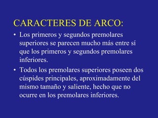 CARACTERES DE ARCO:
• Los primeros y segundos premolares
superiores se parecen mucho más entre sí
que los primeros y segundos premolares
inferiores.
• Todos los premolares superiores poseen dos
cúspides principales, aproximadamente del
mismo tamaño y saliente, hecho que no
ocurre en los premolares inferiores.
 