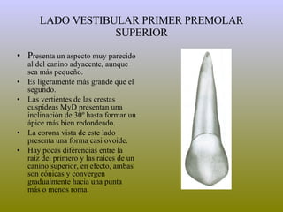 LADO VESTIBULAR PRIMER PREMOLAR SUPERIOR P resenta un aspecto muy parecido al del canino adyacente, aunque sea más pequeño. Es ligeramente más grande que el segundo. Las vertientes de las crestas cuspídeas MyD presentan una inclinación de 30º hasta formar un ápice más bien redondeado. La corona vista de este lado presenta una forma casi ovoide. Hay pocas diferencias entre la raíz del primero y las raíces de un canino superior, en efecto, ambas son cónicas y convergen gradualmente hacia una punta más o menos roma. 