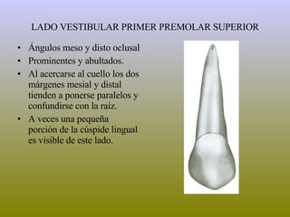 LADO VESTIBULAR PRIMER PREMOLAR SUPERIOR Ángulos meso y disto oclusal Prominentes y abultados. Al acercarse al cuello los dos márgenes mesial y distal tienden a ponerse paralelos y confundirse con la raíz. A veces una pequeña porción de la cúspide lingual es visible de este lado. 