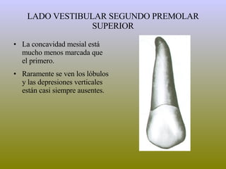 LADO VESTIBULAR SEGUNDO PREMOLAR SUPERIOR La concavidad mesial está mucho menos marcada que el primero. Raramente se ven los lóbulos y las depresiones verticales están casi siempre ausentes. 