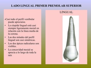 LADO LINGUAL PRIMER PREMOLAR SUPERIOR - Casi todo el perfil vestibular puede apreciarse. La cúspide lingual está casi siempre ligeramente mesial en relación con la línea media de la corona. Las dos mitades del perfil lingual son casi simétricas. Los dos ápices radiculares son visibles. La concavidad mesial se aprecia a lo largo de toda la raíz LINGUAL 