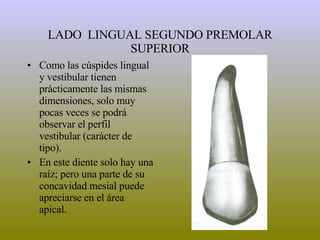 LADO  LINGUAL SEGUNDO PREMOLAR SUPERIOR Como las cúspides lingual y vestibular tienen prácticamente las mismas dimensiones, solo muy pocas veces se podrá observar el perfil vestibular (carácter de tipo). En este diente solo hay una raíz; pero una parte de su concavidad mesial puede apreciarse en el área apical. 