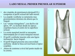 LADO MESIAL PRIMER PREMOLAR SUPERIOR dos cúspides de prominencia desigual(VL) componen el perfil oclusal del lado mesial. La cúspide vestibular es netamente mas prominente(en términos de altura) que la lingual. Las “crestas triangulares”, con declive de aprox. 45º, se inclinan desde los ápices cuspideos hacia el centro de la superficie oclusal. La cresta marginal mesial se encuentra interrumpida por el surco marginal mesial. El perfil vestibular muestra sólo una ligera inclinación  hacia lingual. El perfil lingual presenta una convexidad uniforme  desde la línea cervical hasta el ápice cuspídeo. Altura de contorno a nivel del punto medio de la corona. . 