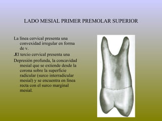 LADO MESIAL PRIMER PREMOLAR SUPERIOR La línea cervical presenta una convexidad irregular en forma de v. .E l tercio cervical presenta una Depresión profunda, la concavidad mesial que se extiende desde la corona sobre la superficie radicular (surco interradicular mesial) y se encuentra en línea recta con el surco marginal mesial. 