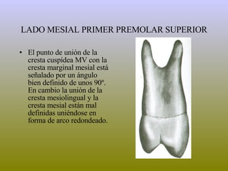 LADO MESIAL PRIMER PREMOLAR SUPERIOR El punto de unión de la cresta cuspídea MV con la cresta marginal mesial está señalado por un ángulo bien definido de unos 90º. En cambio la unión de la cresta mesiolingual y la cresta mesial están mal definidas uniéndose en forma de arco redondeado. 