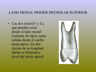 LADO MESIAL PRIMER PREMOLAR SUPERIOR Las dos raíces(V y L), que pueden verse desde el lado mesial (carácter de tipo), están unidas desde el cuello hasta aprox. los dos tercios de su longitud, donde se bifurcan a nivel del tercio apical. 