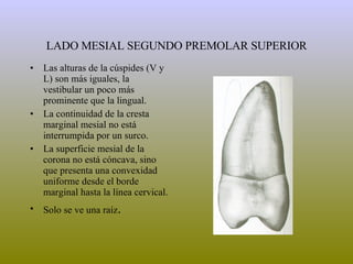 LADO MESIAL SEGUNDO PREMOLAR SUPERIOR Las alturas de la cúspides (V y L) son más iguales, la vestibular un poco más prominente que la lingual. La continuidad de la cresta marginal mesial no está interrumpida por un surco. La superficie mesial de la corona no está cóncava, sino que presenta una convexidad uniforme desde el borde marginal hasta la línea cervical. Solo se ve una raíz .  