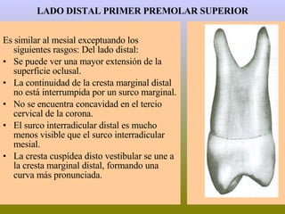 LADO DISTAL PRIMER PREMOLAR SUPERIOR Es similar al mesial exceptuando los siguientes rasgos: Del lado distal: Se puede ver una mayor extensión de la superficie oclusal. La continuidad de la cresta marginal distal no está interrumpida por un surco marginal. No se encuentra concavidad en el tercio cervical de la corona. El surco interradicular distal es mucho menos visible que el surco interradicular mesial. La cresta cuspídea disto vestibular se une a la cresta marginal distal, formando una curva más pronunciada. 