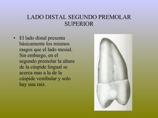 LADO DISTAL SEGUNDO PREMOLAR SUPERIOR El lado distal presenta básicamente los mismos rasgos que el lado mesial.  Sin embargo, en el segundo premolar la altura de la cúspide lingual se acerca mas a la de la cúspide vestibular y solo hay una raíz. 