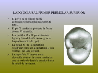LADO OCLUSAL PRIMER PREMOLAR SUPERIOR El perfil de la corona puede  considerarse hexagonal (carácter de tipo). El perfil vestibular presenta la forma de una V invertida. Los perfiles M y D  presentan una ligera y bien definida convergencia lingual (carácter de tipo). La mitad  O  de  la superficie vestibular como de la superficie L son visibles  del lado oclusal. La superficie V presenta una elevación central, la cresta vestibular que se extiende desde la cúspide hasta la mitad de la corona. 