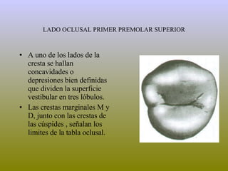 LADO OCLUSAL PRIMER PREMOLAR SUPERIOR A uno de los lados de la cresta se hallan concavidades o depresiones bien definidas que dividen la superficie vestibular en tres lóbulos. Las crestas marginales M y D, junto con las crestas de las cúspides , señalan los limites de la tabla oclusal. 
