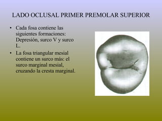 LADO OCLUSAL PRIMER PREMOLAR SUPERIOR Cada fosa contiene las siguientes formaciones: Depresión, surco V y surco L. La fosa triangular mesial contiene un surco más: el surco marginal mesial, cruzando la cresta marginal. 