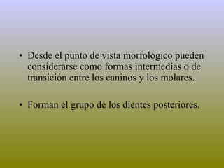 Desde el punto de vista morfológico pueden considerarse como formas intermedias o de transición entre los caninos y los molares. Forman el grupo de los dientes posteriores. 