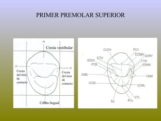 PRIMER PREMOLAR SUPERIOR Cresta vestibular Cresta lingual Cresta del área de contacto Cresta del área de contacto 