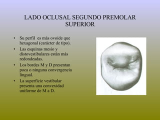 LADO OCLUSAL SEGUNDO PREMOLAR SUPERIOR Su perfil  es más ovoide que hexagonal (carácter de tipo). Las esquinas mesio y distovestibulares están más redondeadas. Los bordes M y D presentan poca o ninguna convergencia lingual. La superficie vestibular presenta una convexidad uniforme de M a D. 