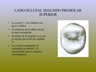 LADO OCLUSAL SEGUNDO PREMOLAR SUPERIOR La cresta V y los lóbulos son poco visibles.  El contorno de la tabla oclusal es más rectangular . El ancho de la cúspide L es casi el mismo que el de las cúspide V. Las crestas marginales se extienden en sentido V-L presentando poca o ninguna convergencia. 