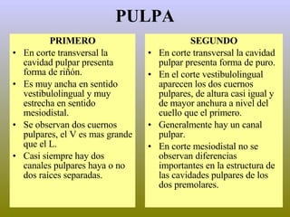 PULPA PRIMERO En corte transversal la cavidad pulpar presenta forma de riñón. Es muy ancha en sentido vestibulolingual y muy estrecha en sentido mesiodistal. Se observan dos cuernos pulpares, el V es mas grande que el L. Casi siempre hay dos canales pulpares haya o no dos raíces separadas. SEGUNDO En corte transversal la cavidad pulpar presenta forma de puro. En el corte vestibulolingual aparecen los dos cuernos pulpares, de altura casi igual y de mayor anchura a nivel del cuello que el primero. Generalmente hay un canal pulpar. En corte mesiodistal no se observan diferencias importantes en la estructura de las cavidades pulpares de los dos premolares. 