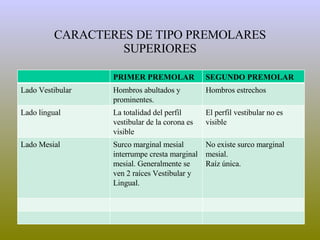 CARACTERES DE TIPO PREMOLARES SUPERIORES PRIMER PREMOLAR SEGUNDO PREMOLAR Lado Vestibular Hombros abultados y prominentes. Hombros estrechos Lado lingual La totalidad del perfil vestibular de la corona es visible El perfil vestibular no es visible Lado Mesial Surco marginal mesial interrumpe cresta marginal mesial. Generalmente se ven 2 raíces Vestibular y Lingual. No existe surco marginal mesial. Raíz única. 