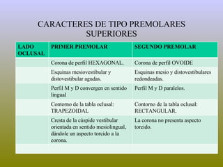 CARACTERES DE TIPO PREMOLARES SUPERIORES LADO  OCLUSAL PRIMER PREMOLAR SEGUNDO PREMOLAR Corona de perfil HEXAGONAL. Corona de perfil OVOIDE Esquinas mesiovestibular y distovestibular agudas. Esquinas mesio y distovestibulares redondeadas. Perfil M y D convergen en sentido lingual Perfil M y D paralelos. Contorno de la tabla oclusal: TRAPEZOIDAL Contorno de la tabla oclusal: RECTANGULAR. Cresta de la cúspide vestibular orientada en sentido mesiolingual, dándole un aspecto torcido a la corona. La corona no presenta aspecto torcido. 