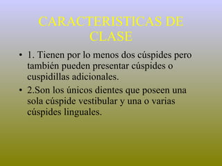 CARACTERISTICAS DE CLASE 1. Tienen por lo menos dos cúspides pero también pueden presentar cúspides o cuspidillas adicionales. 2.Son los únicos dientes que poseen una sola cúspide vestibular y una o varias cúspides linguales. 